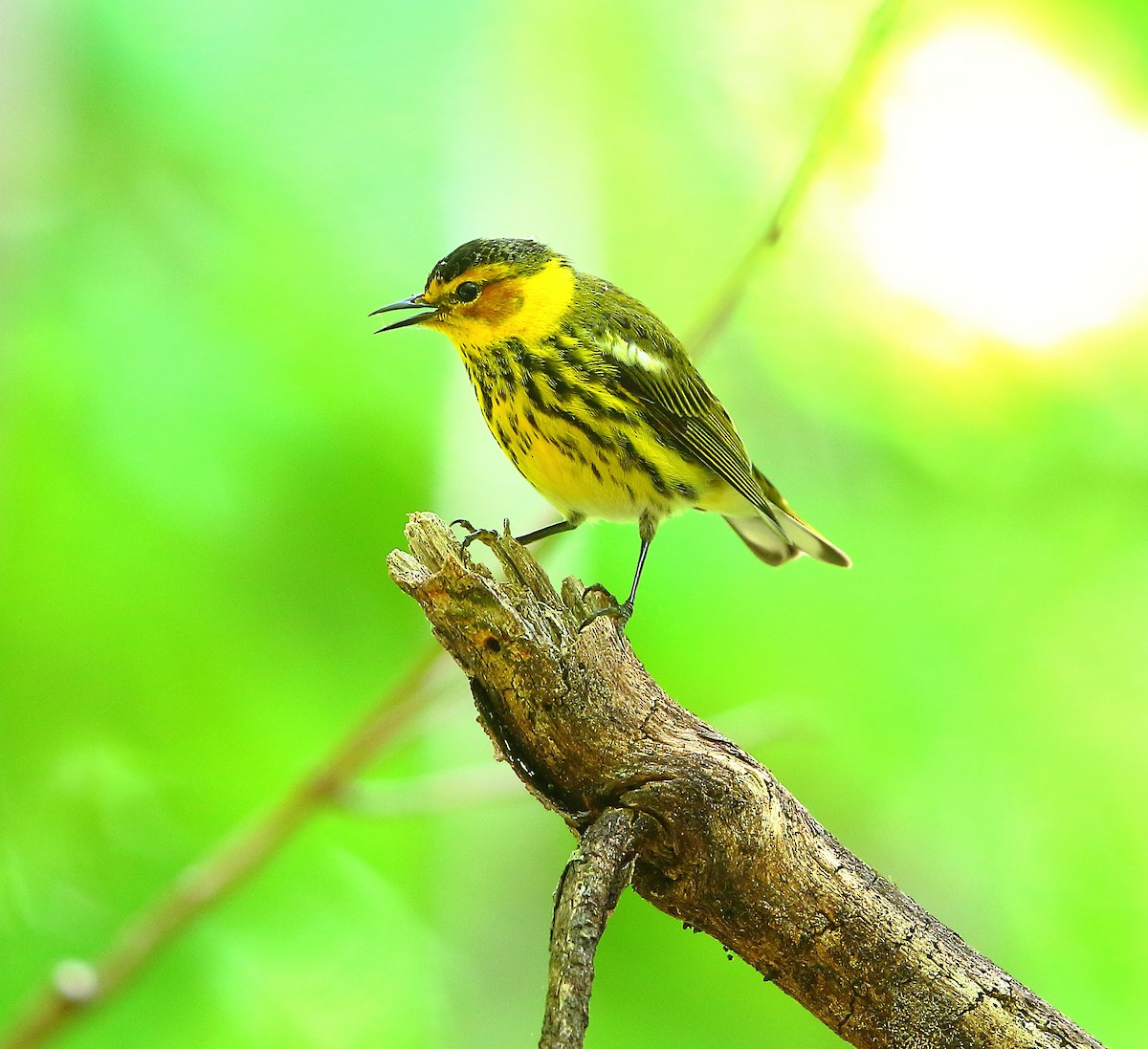 Cape May Warbler - ML618252854