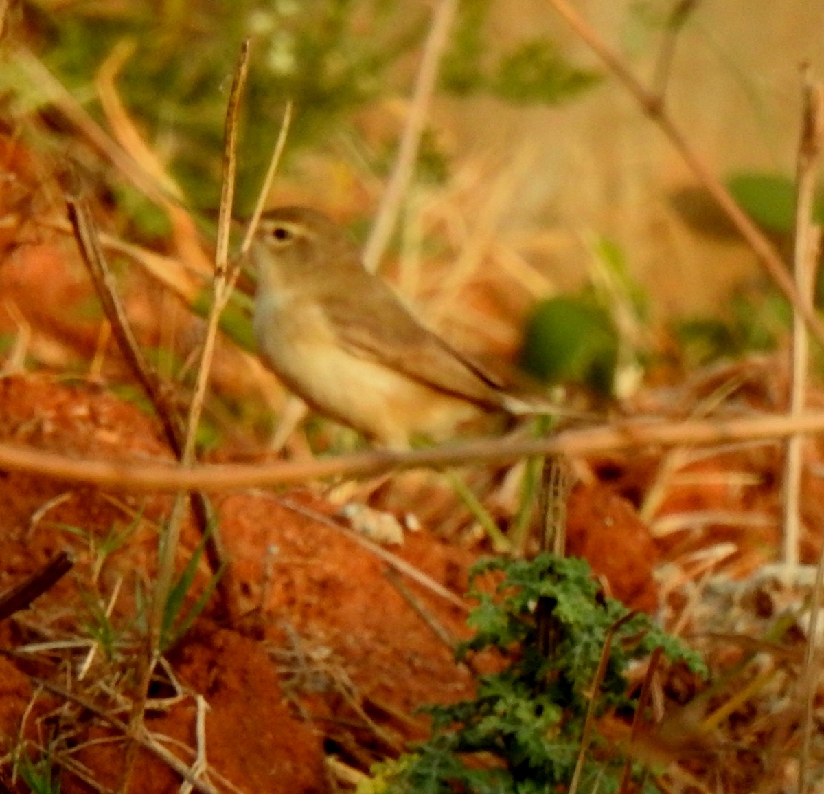 Booted Warbler - ML618252863