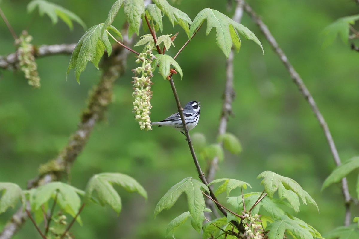 Black-throated Gray Warbler - ML618252871