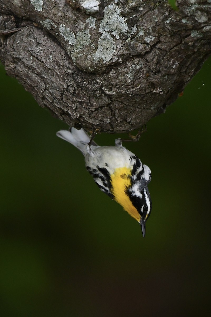 Yellow-throated Warbler - Paul Nielson