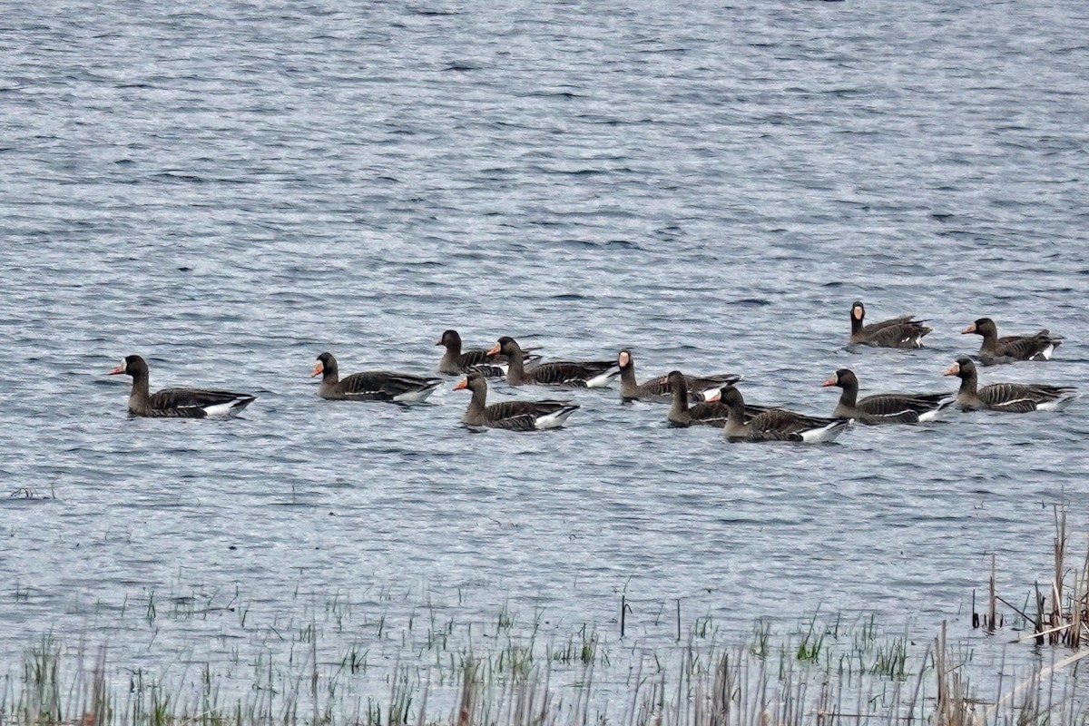 Greater White-fronted Goose - ML618252889