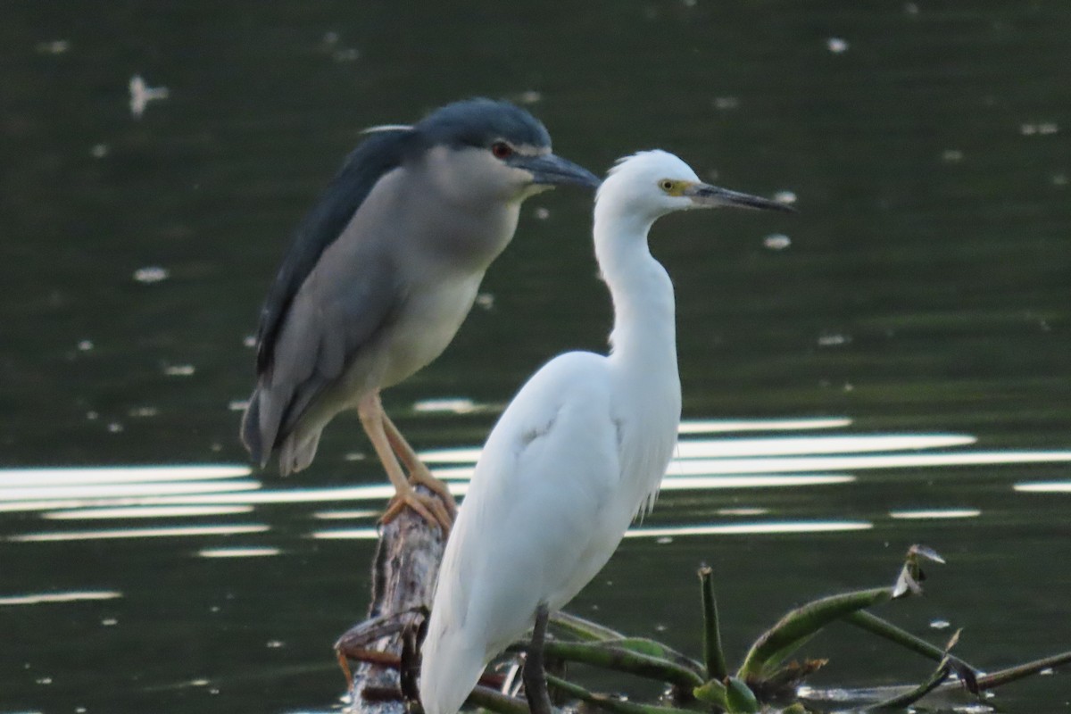 Malagasy Pond-Heron - ML618252898