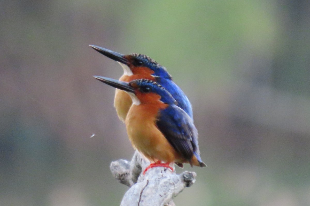 Malagasy Kingfisher - Reza Askari