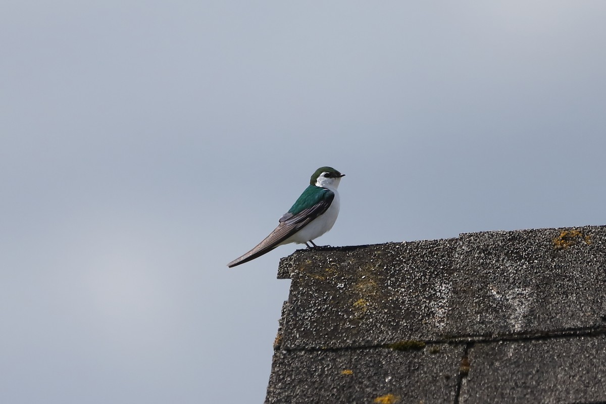 Violet-green Swallow - ML618252934