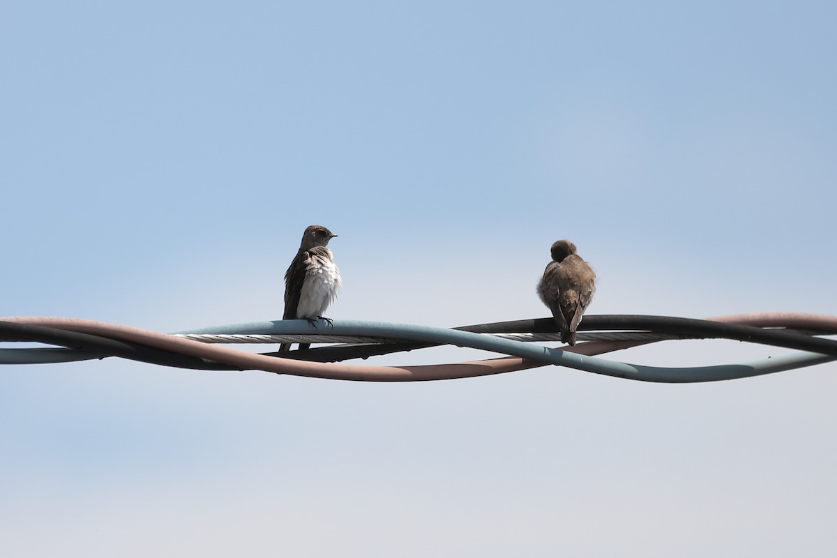 Northern Rough-winged Swallow - Eric Habisch