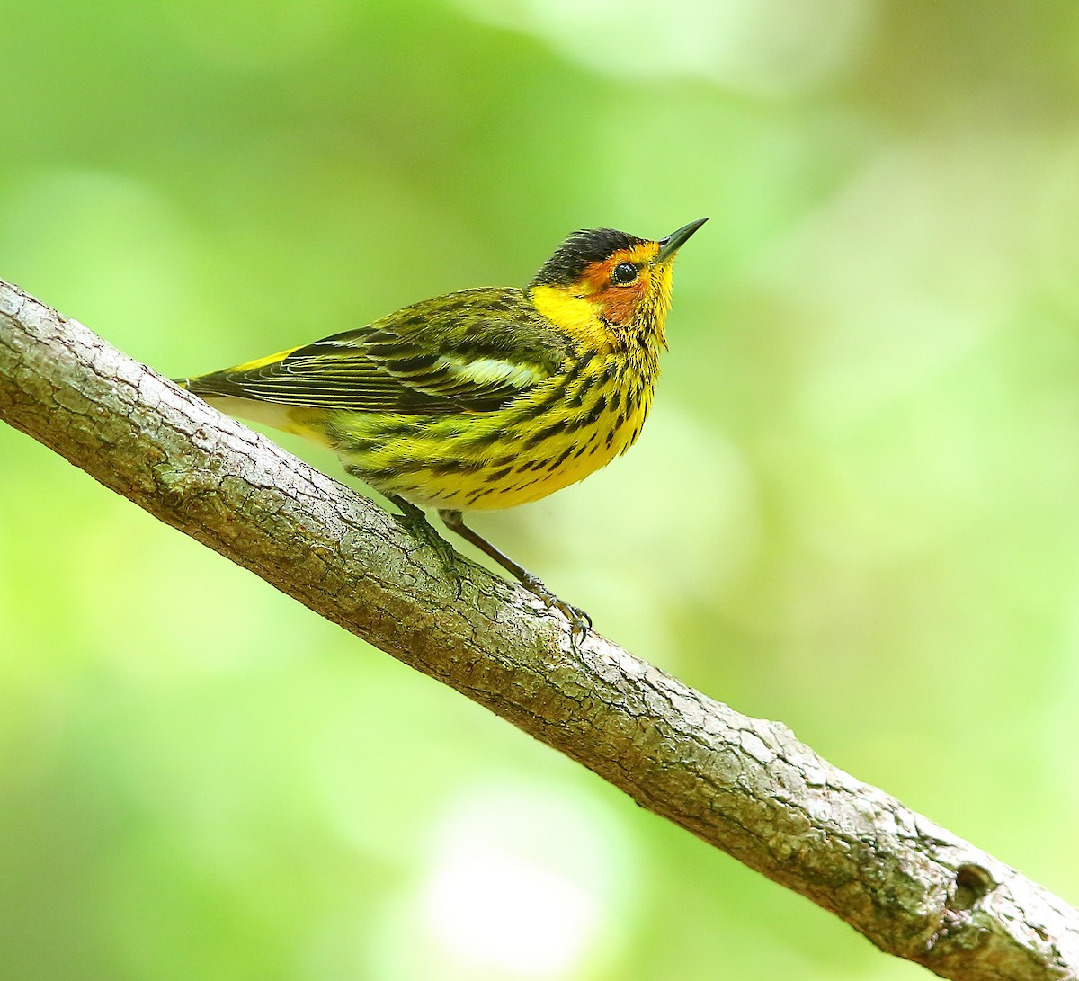 Cape May Warbler - ML618252948