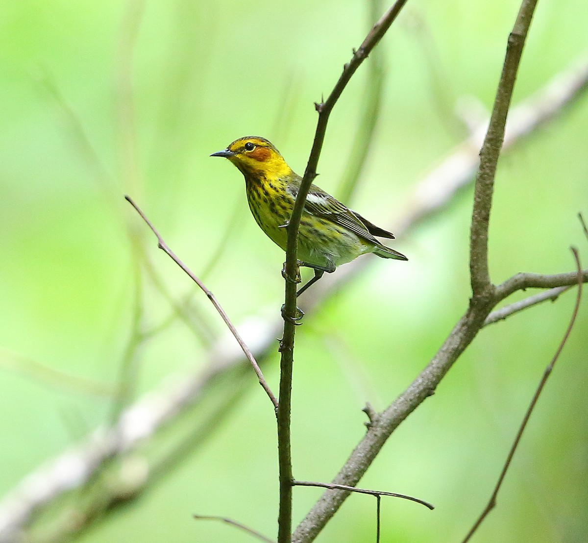 Cape May Warbler - ML618252953