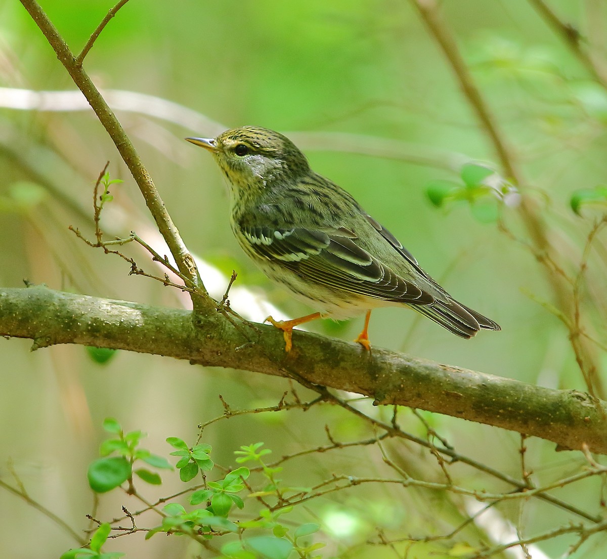 Blackpoll Warbler - Bala Chennupati