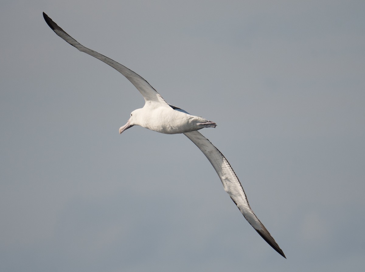 Southern Royal Albatross - John Daniels
