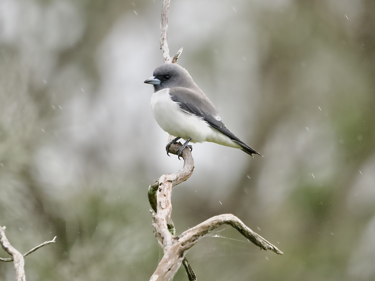 White-breasted Woodswallow - ML618253004
