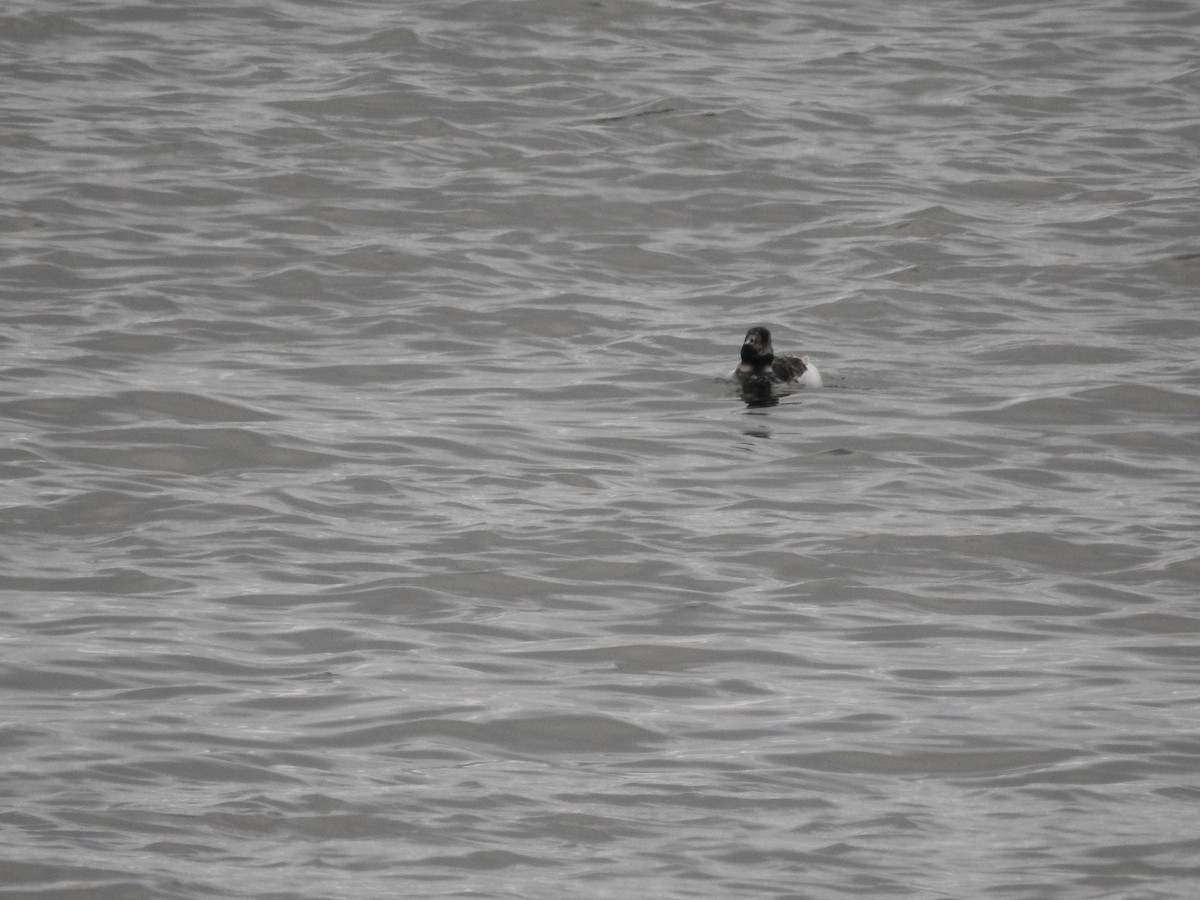 Long-tailed Duck - ML61825301
