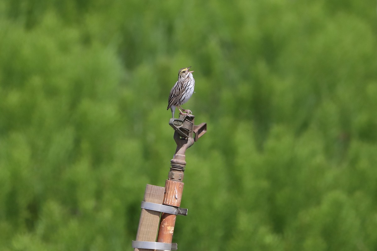 Savannah Sparrow - ML618253011