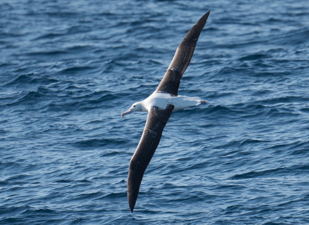 Southern Royal Albatross - ML618253017