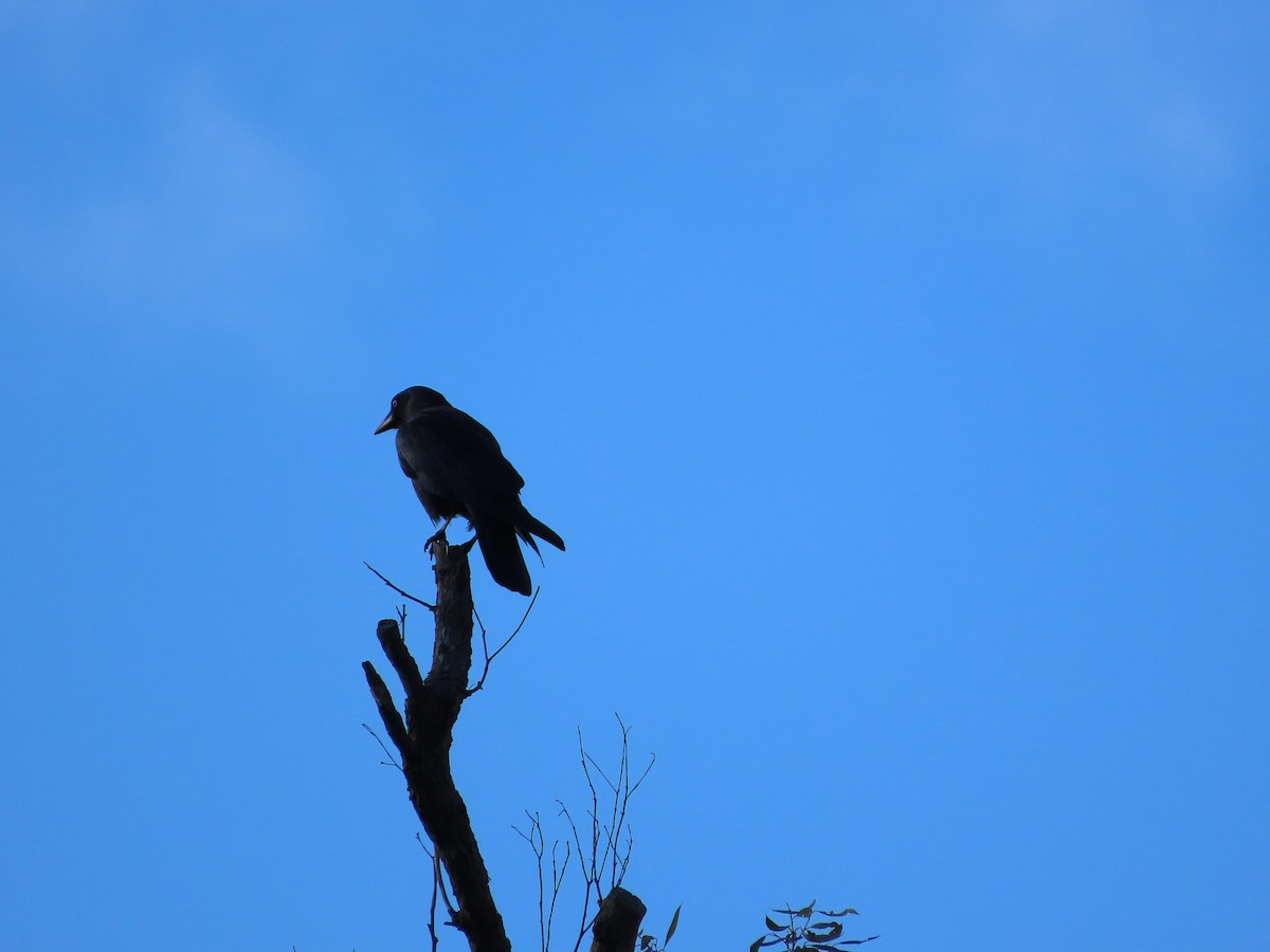 Torresian Crow - ML618253030