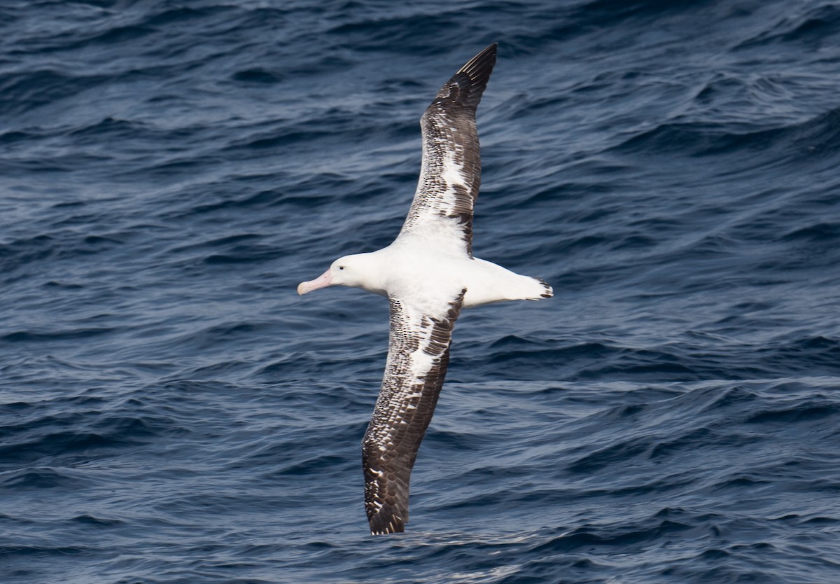 Albatros de las Antípodas (gibsoni) - ML618253031