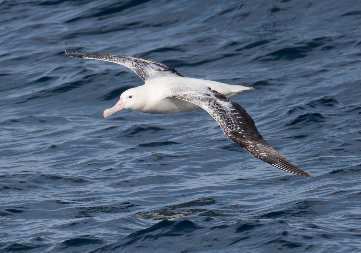 Antipodean Albatross (gibsoni) - ML618253041