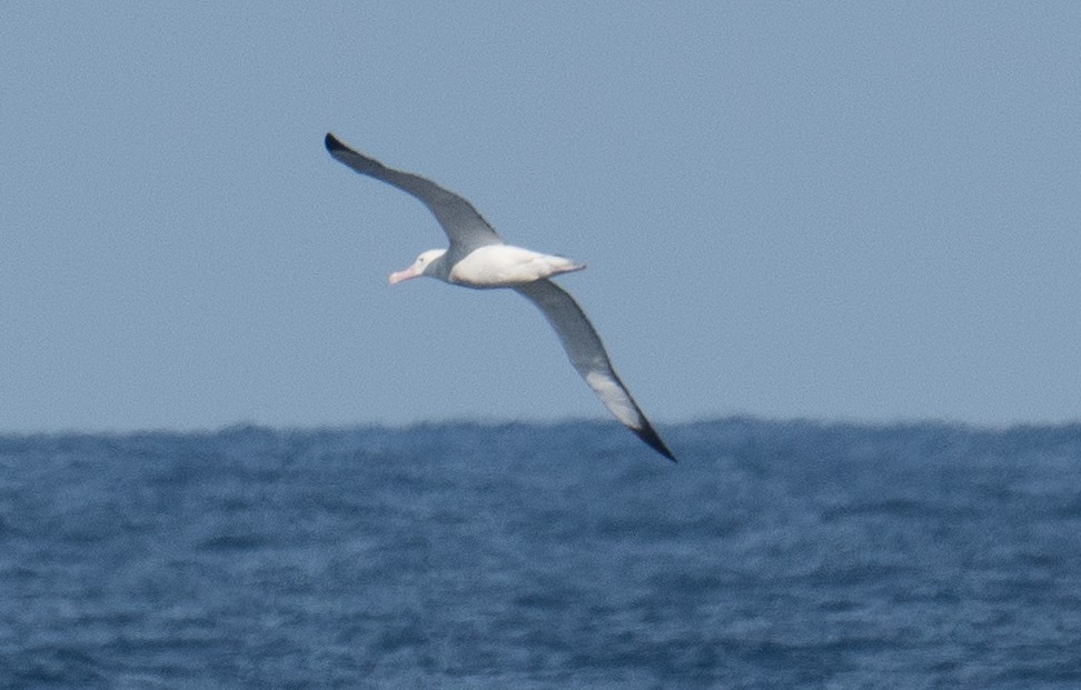 Snowy/Tristan/Antipodean Albatross - ML618253045