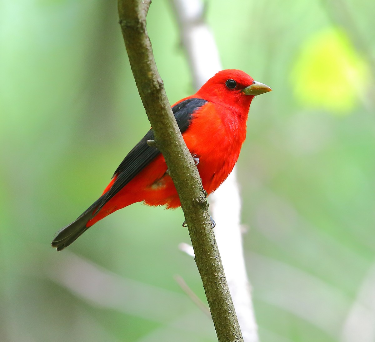 Scarlet Tanager - ML618253048