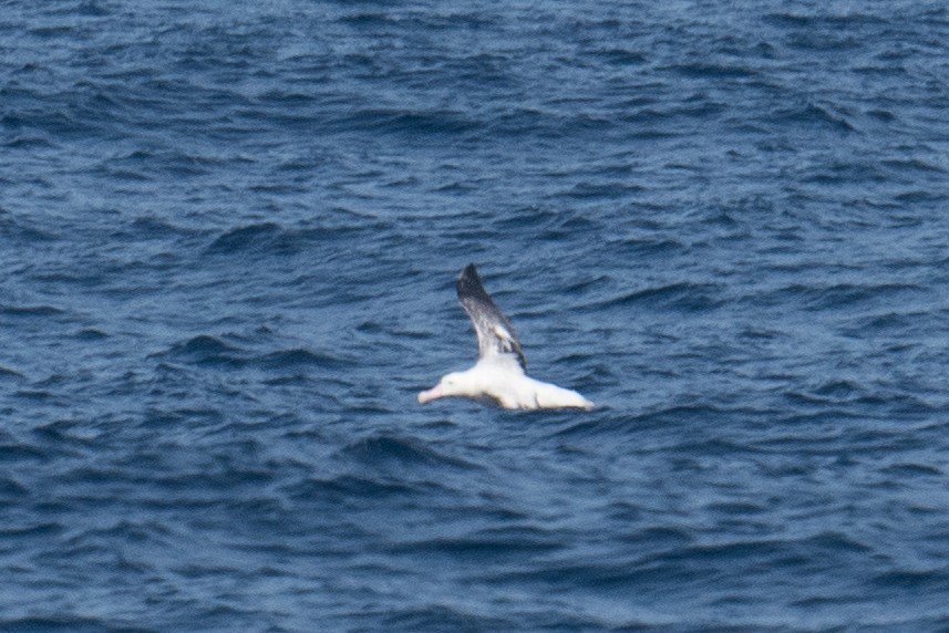 Albatros hurleur, A. de Tristan da Cunha ou A. des Antipodes - ML618253051