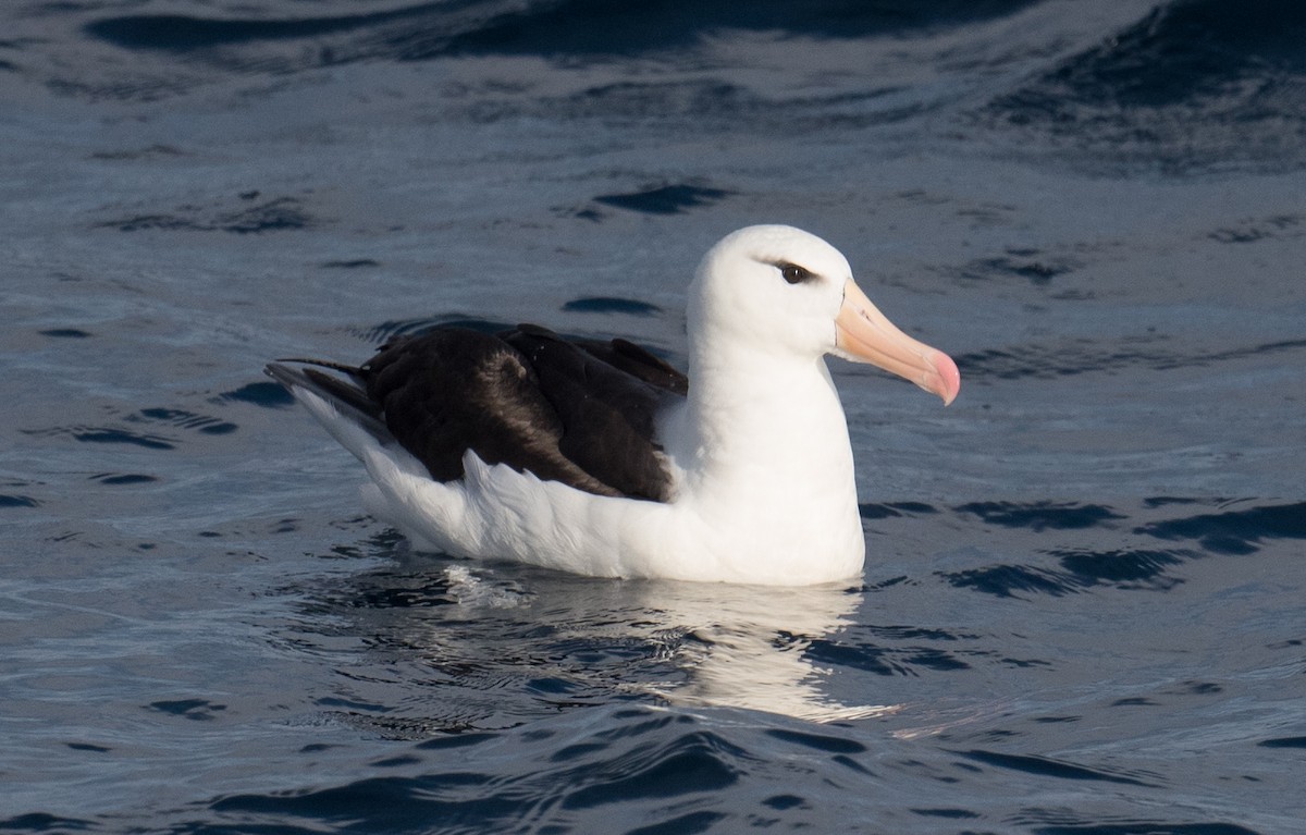 Kara Kaşlı Albatros (melanophris) - ML618253062