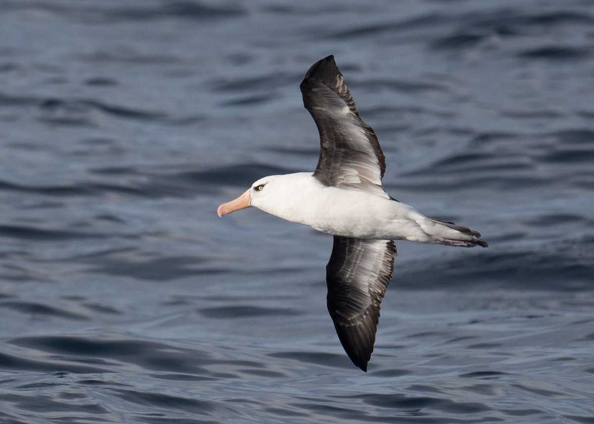 Albatros bekainduna (impavida) - ML618253070