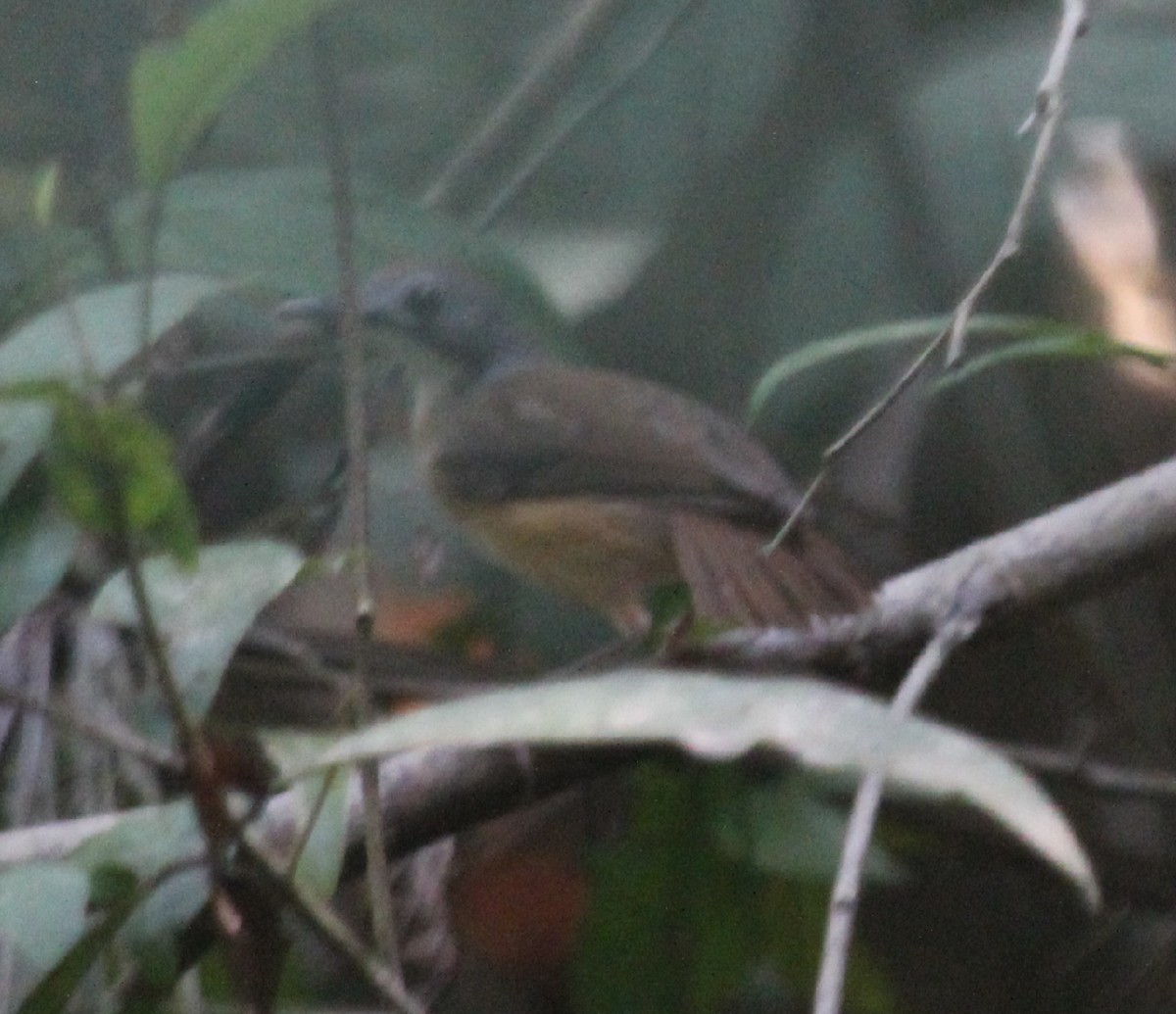 Short-tailed Babbler - ML618253090