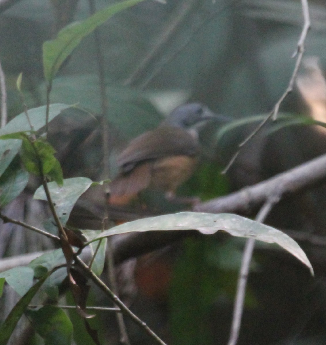 Short-tailed Babbler - ML618253091
