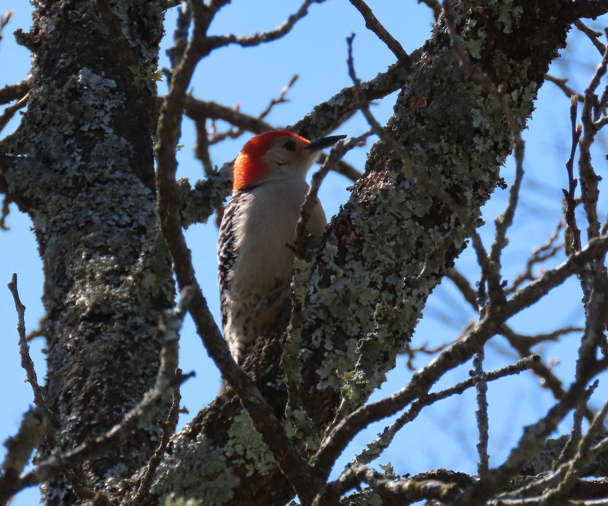 Red-bellied Woodpecker - ML618253131