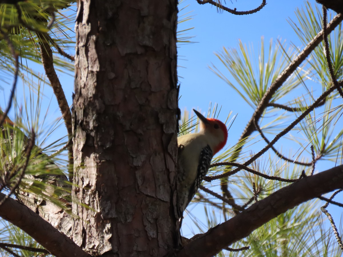 Red-bellied Woodpecker - ML618253134