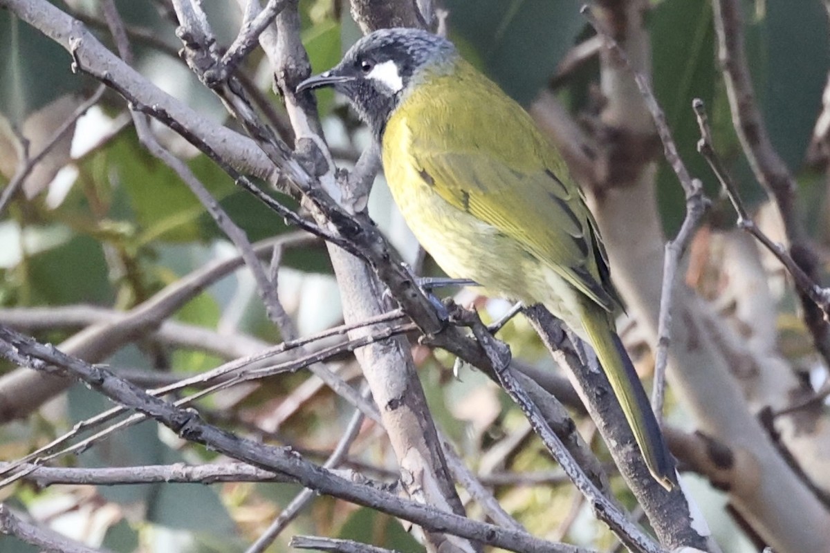 White-eared Honeyeater - Suzanne Efron