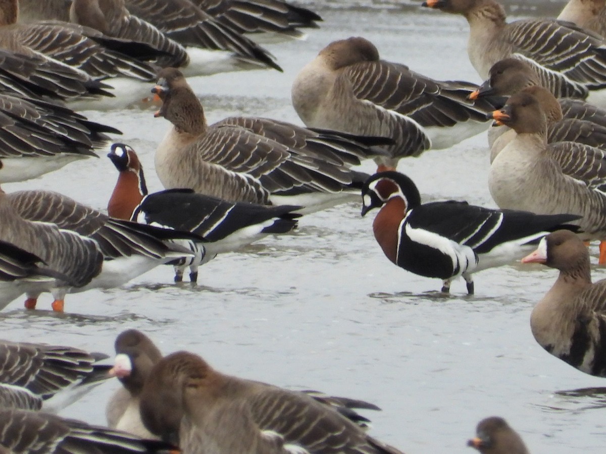 Red-breasted Goose - ML618253204