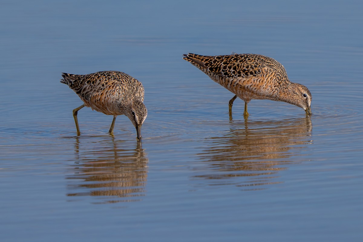 Long-billed Dowitcher - ML618253213