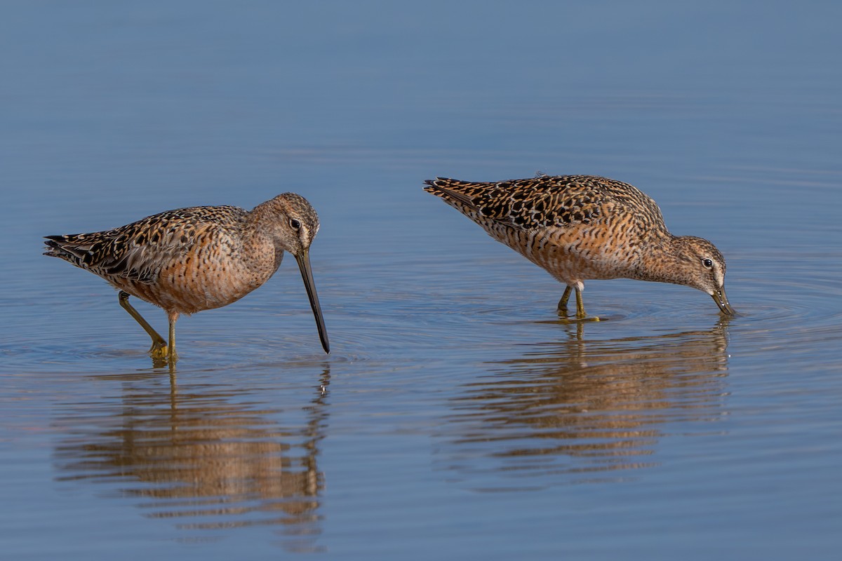 Long-billed Dowitcher - ML618253214