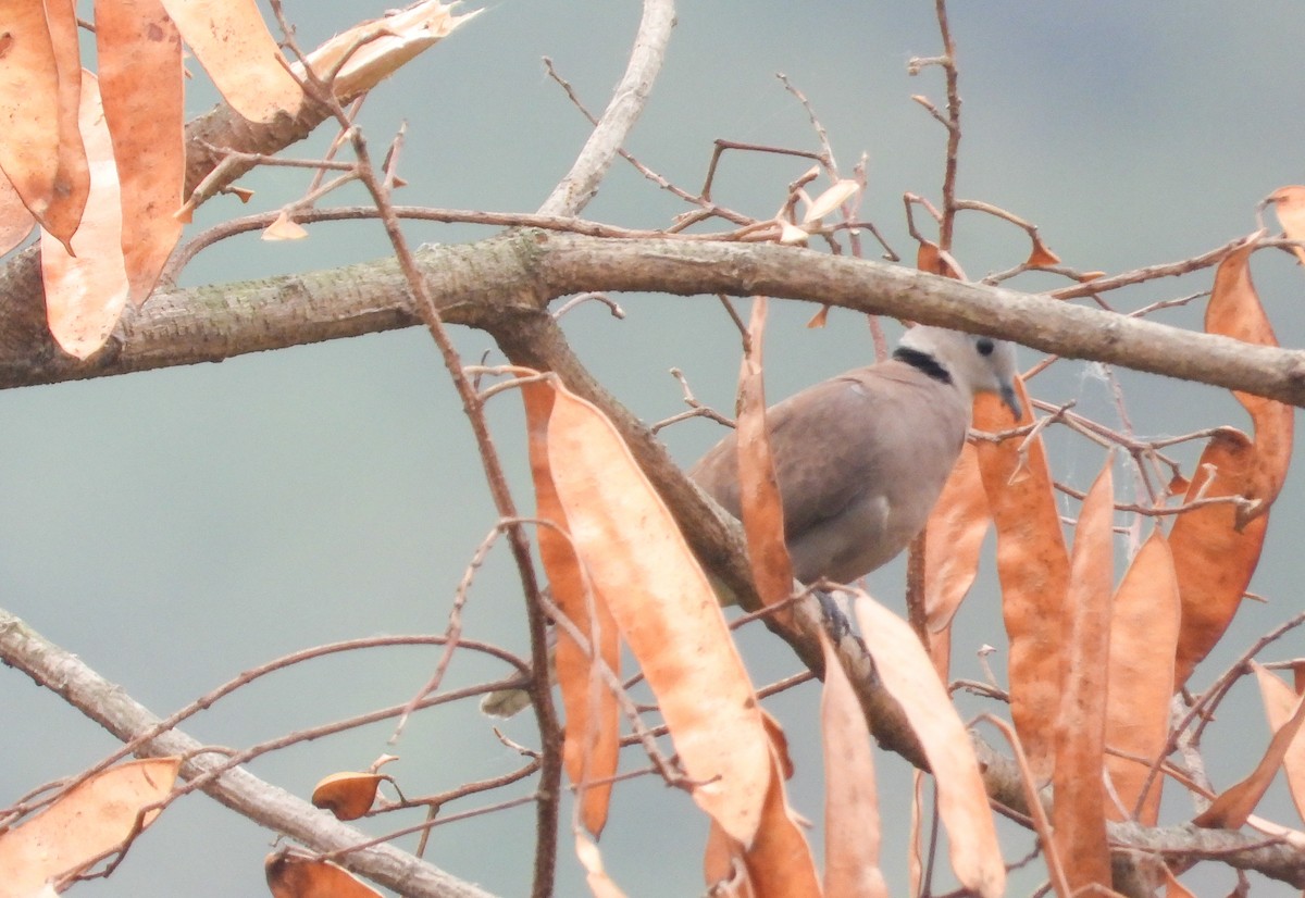 Eurasian Collared-Dove - tina shangloo