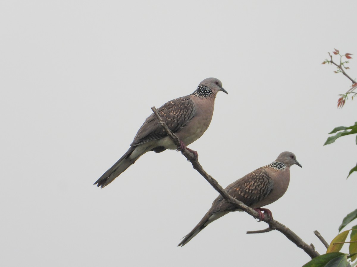 Spotted Dove - tina shangloo
