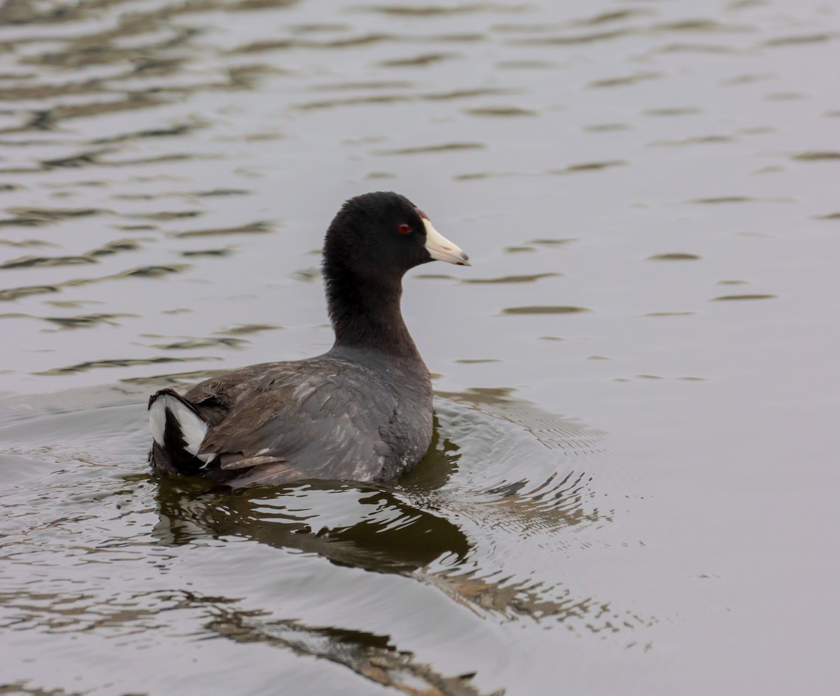 American Coot (Red-shielded) - Jacob Meier