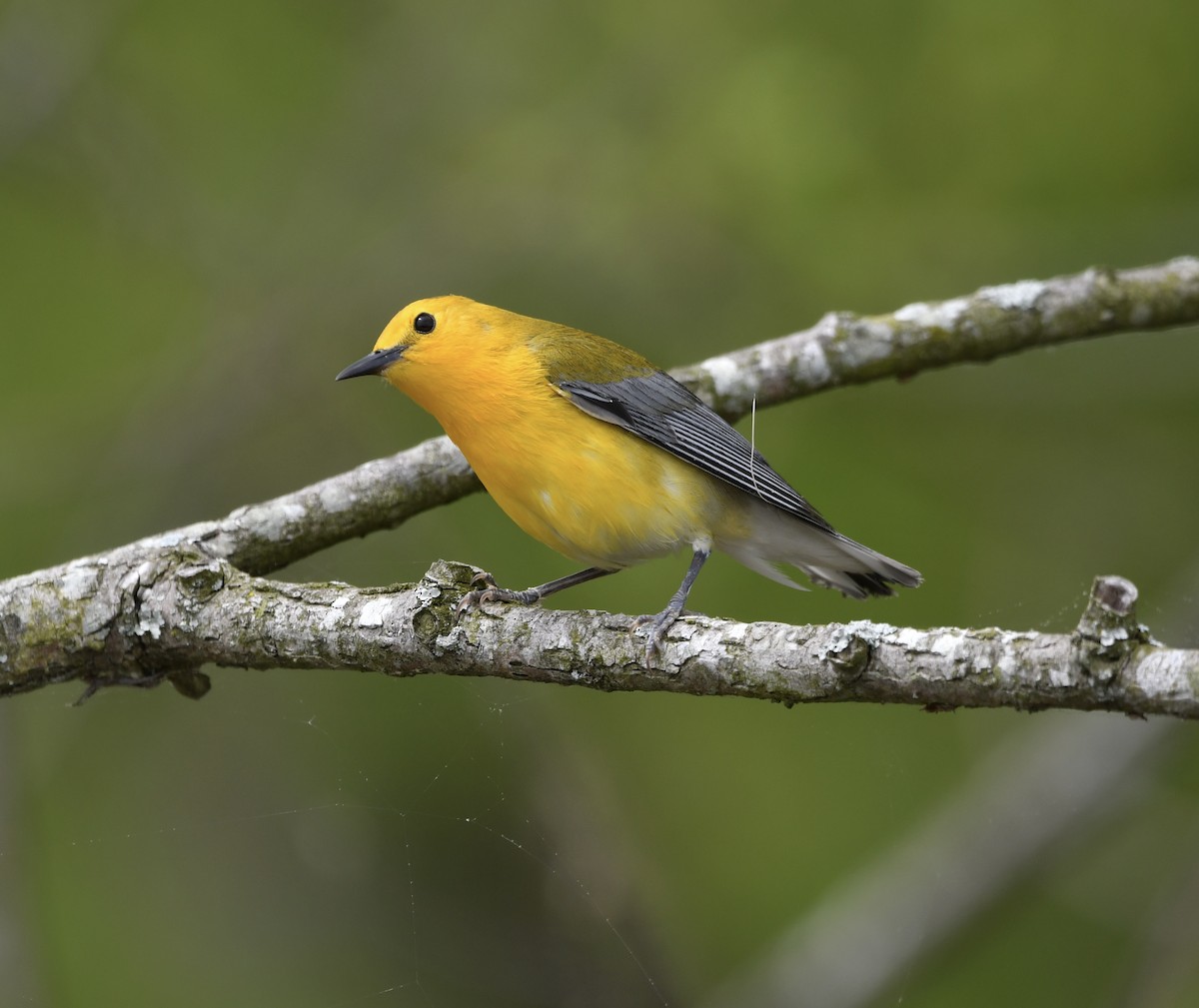 Prothonotary Warbler - Paul Nielson