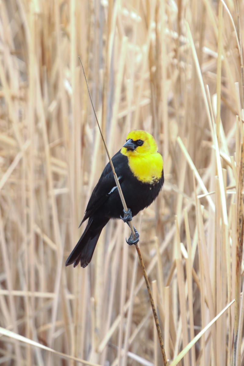 Yellow-headed Blackbird - Jacob Meier