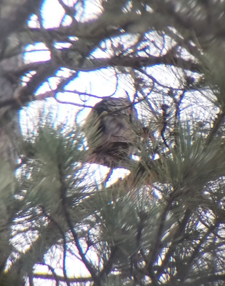 Great Horned Owl - ML618253278