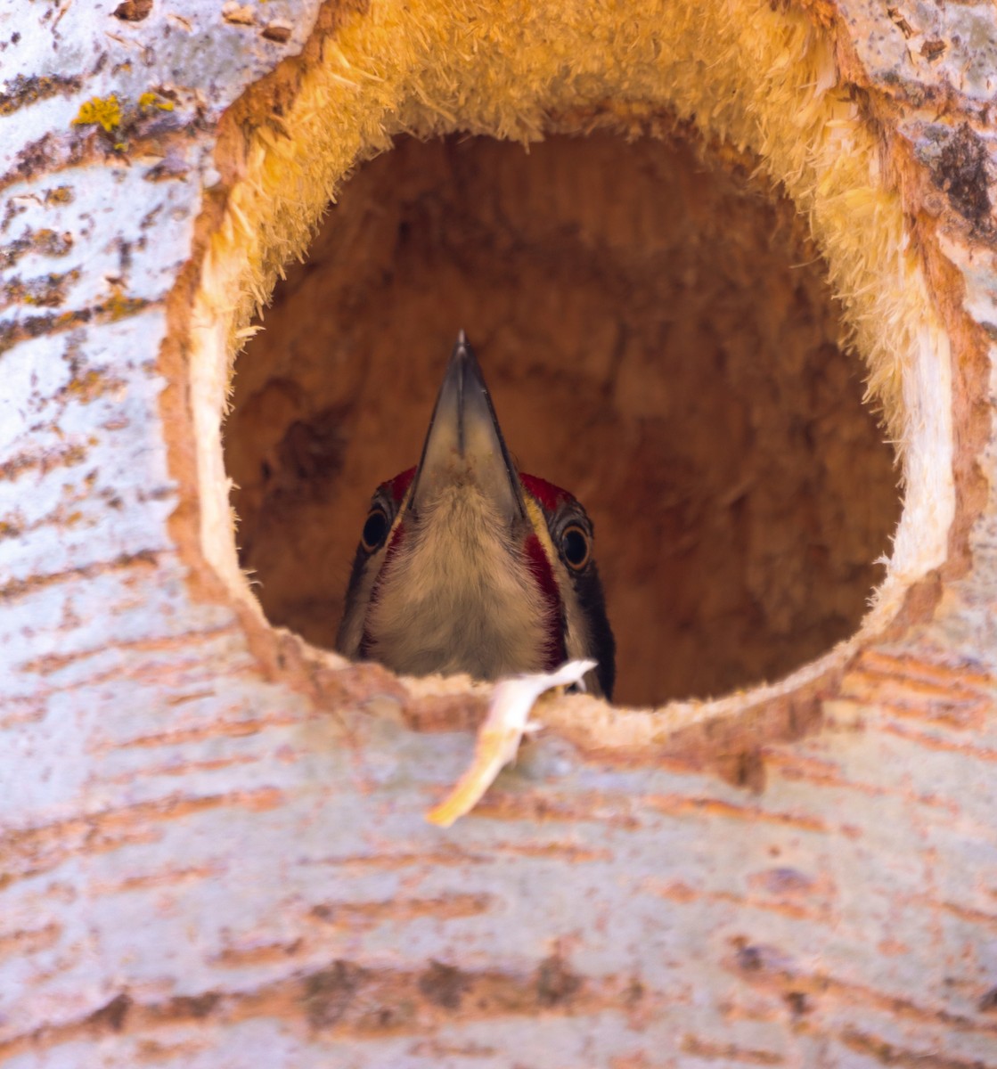 Pileated Woodpecker - Jacob Meier