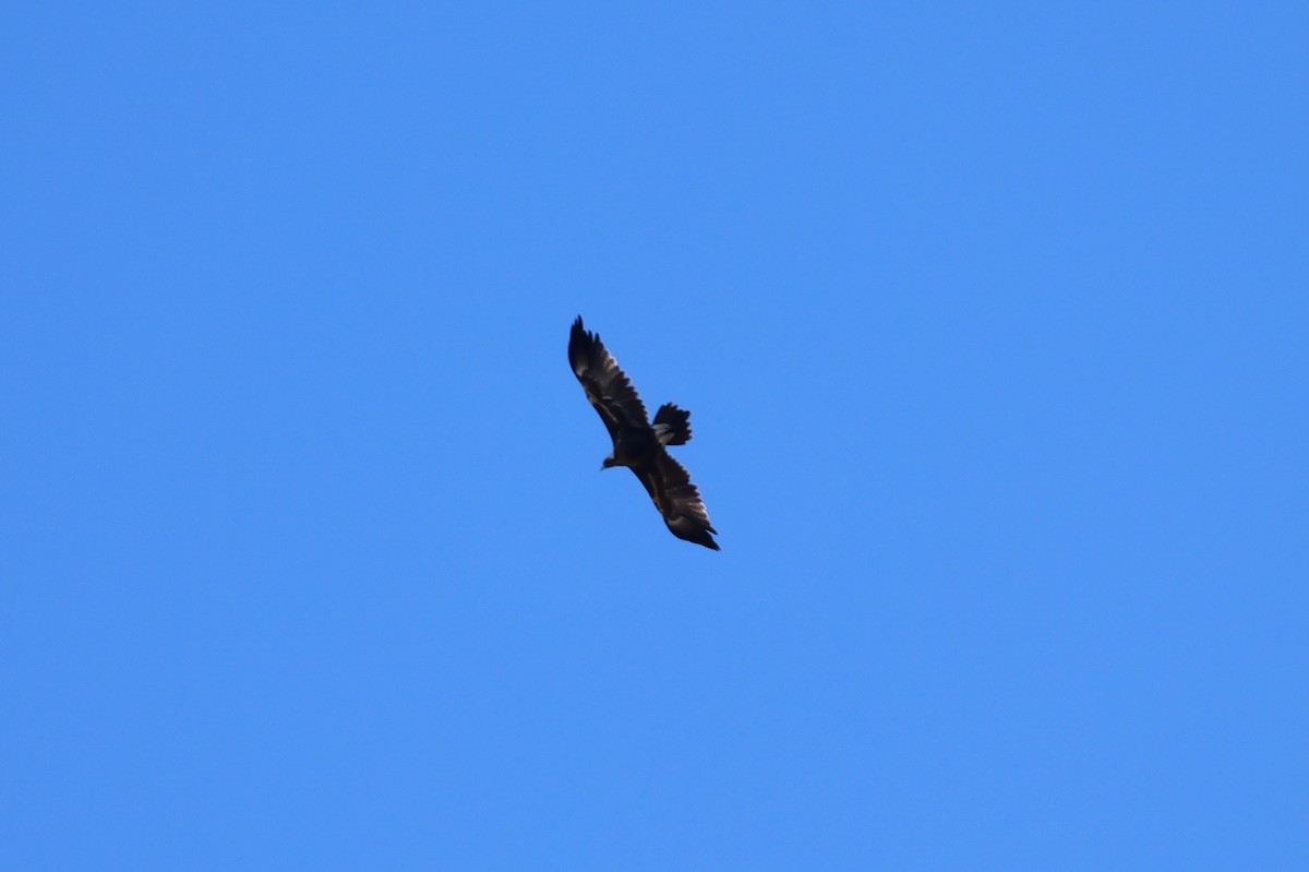 Wedge-tailed Eagle - ML618253309