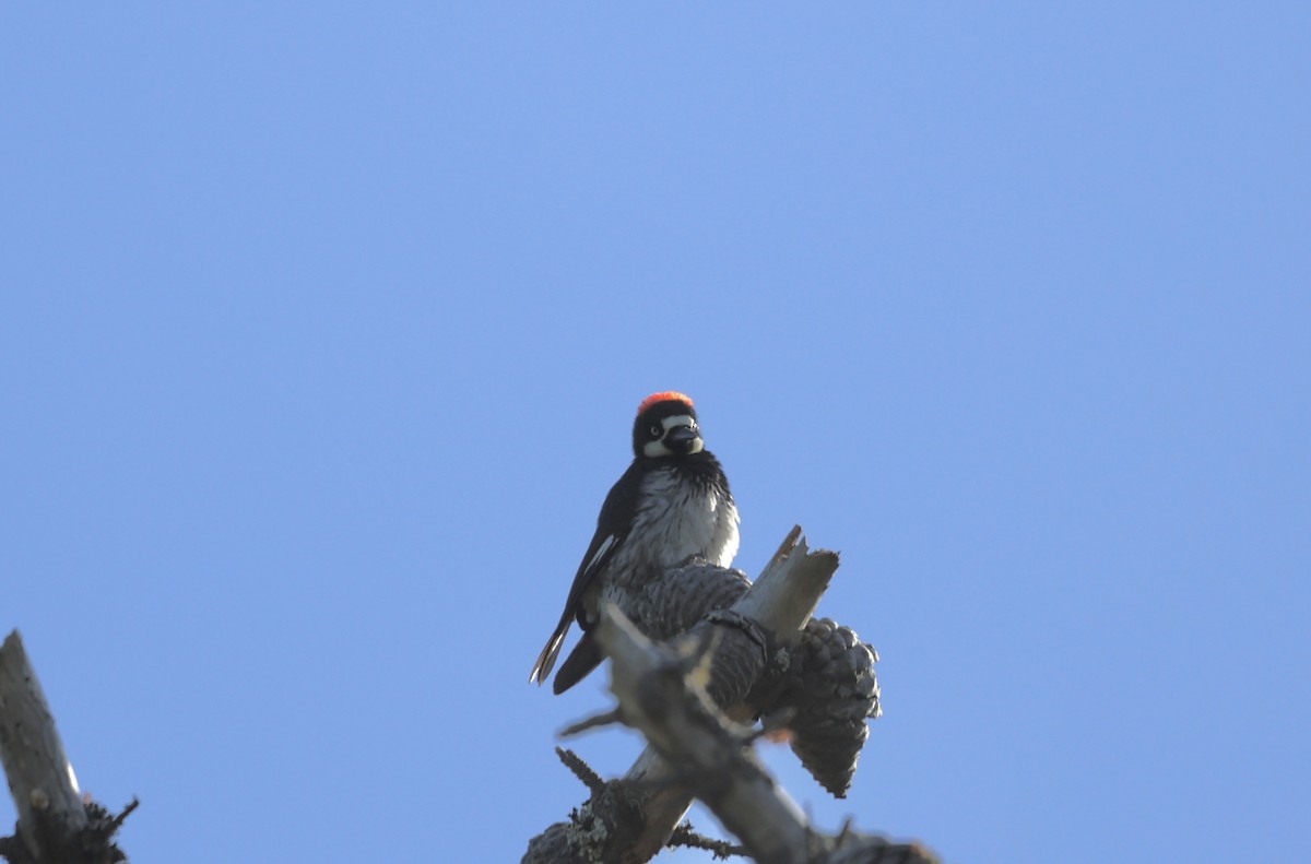 Acorn Woodpecker - ML618253324