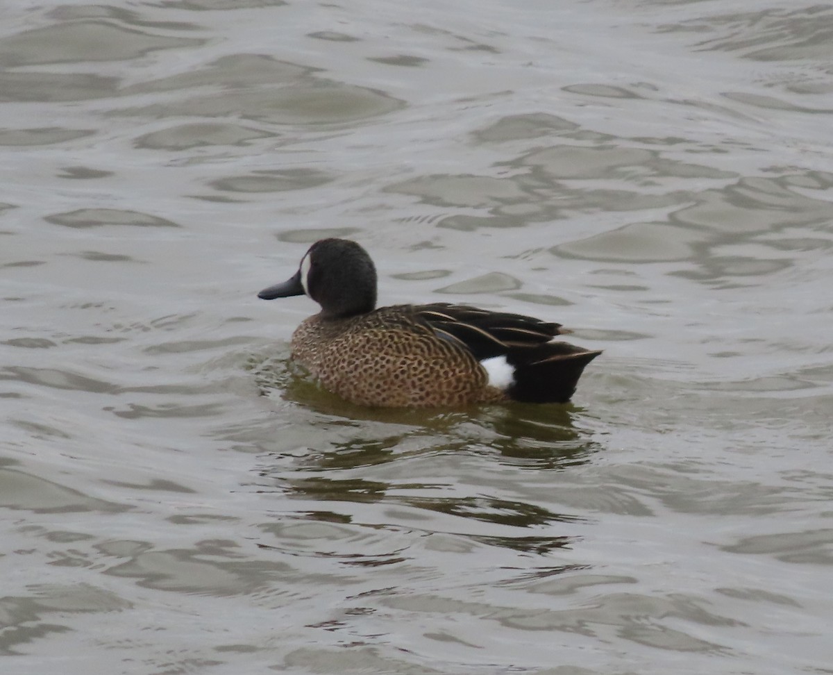 Blue-winged Teal - ML618253335