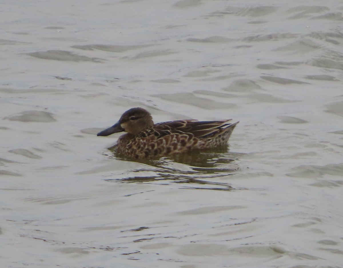Blue-winged Teal - ML618253337