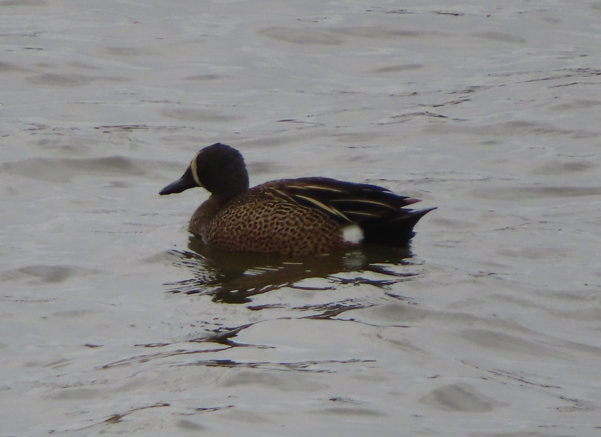 Blue-winged Teal - ML618253341