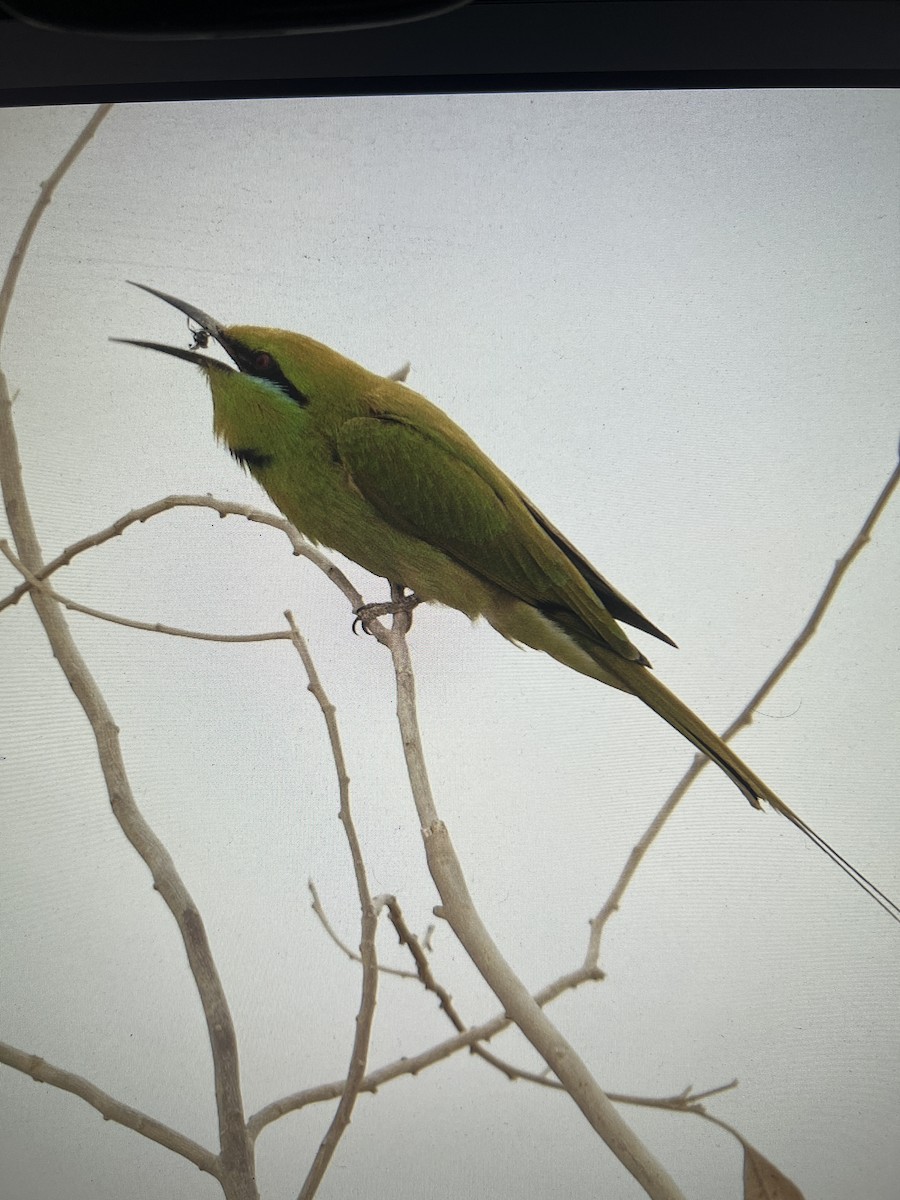 African Green Bee-eater - Anupam Dutta