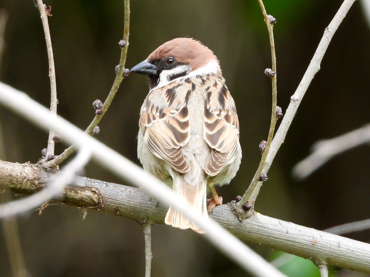 Eurasian Tree Sparrow - Eugenio Collado