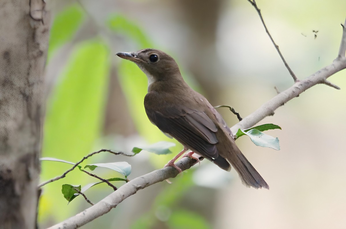 Brown-chested Jungle Flycatcher - ML618253480