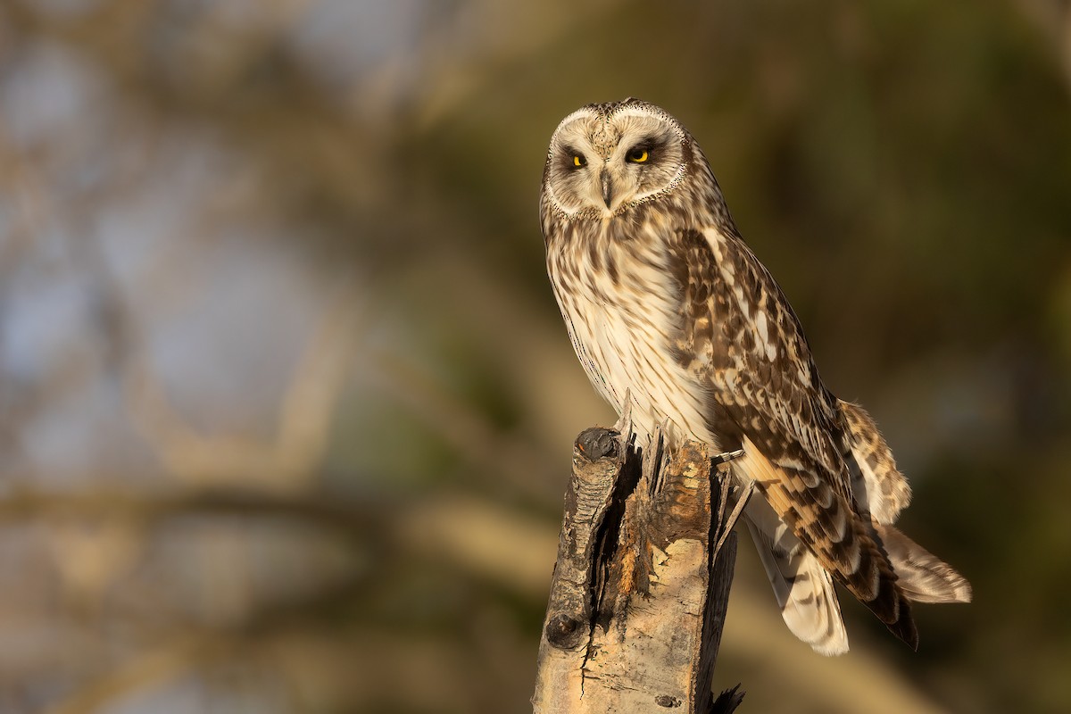Short-eared Owl - ML618253531