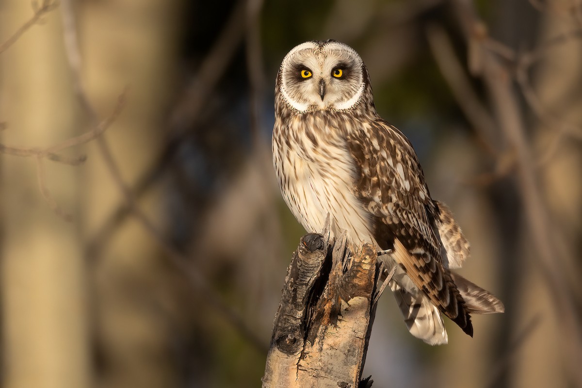 Short-eared Owl - ML618253532